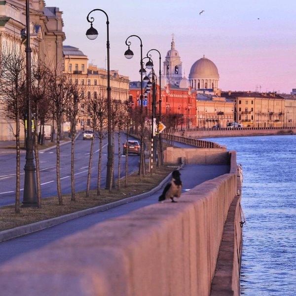 Питер Исаковский собор сирень