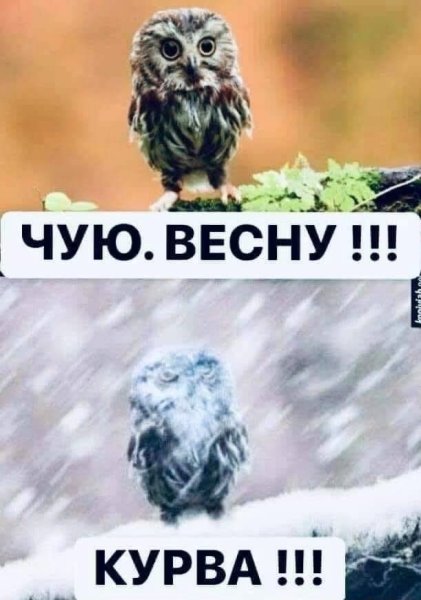 Котики весной