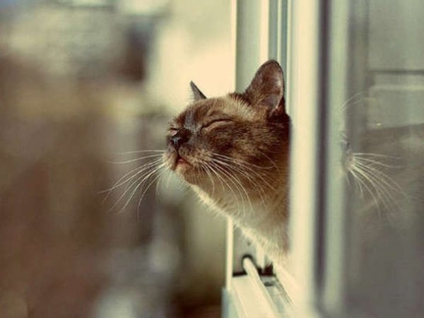 Котик чует весну