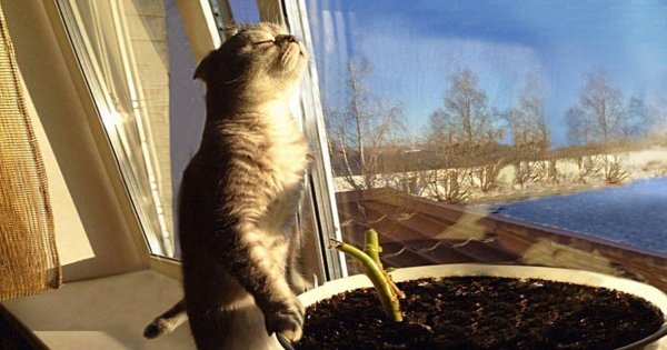 Поскорее бы уже Весна