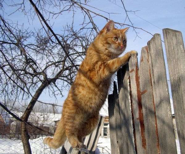 Мартовский кот в сугробе