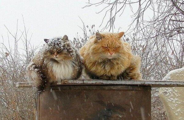 Кошка в венке из цветов