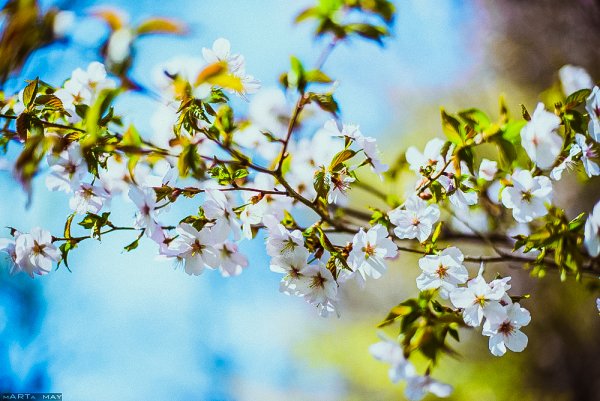 Весна природа