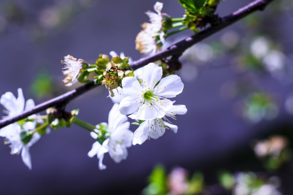 Белоснежная вишня