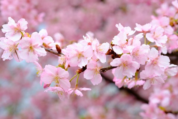 Сакура цветение растения