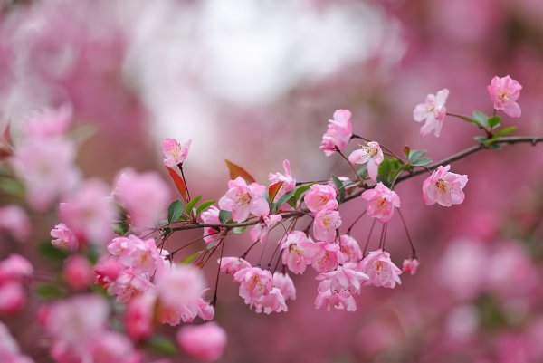 Весенние цветы фон