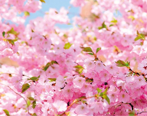 Телевизор Supra STV-lc32t860wl 32" (2014)