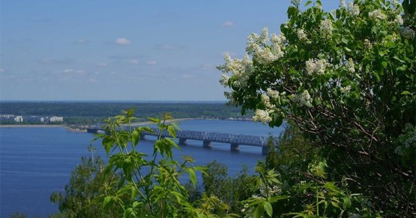 Подснежник Тольятти