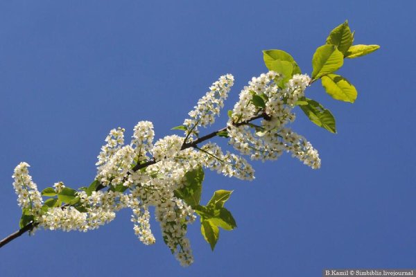 Ульяновск Весна панорама