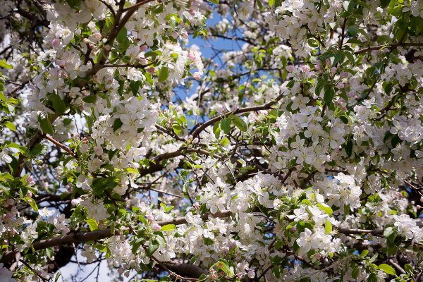 Наступила Весна