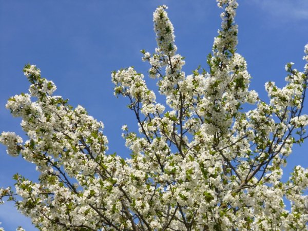 Ульяновск весной