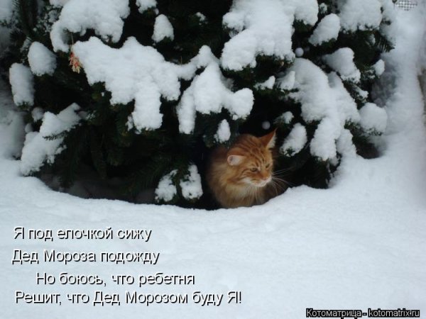 Кот чувствует весну