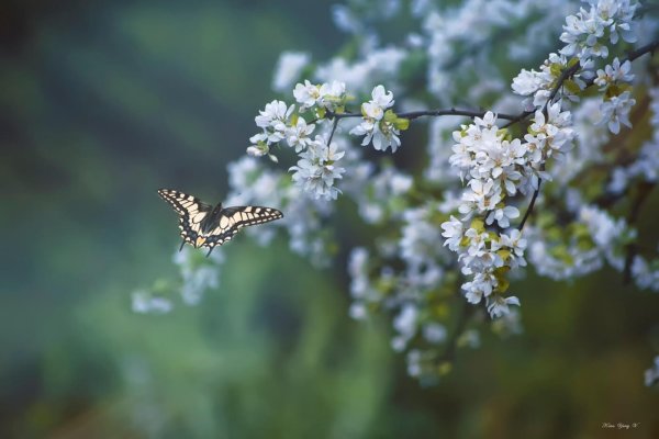 Запах весны