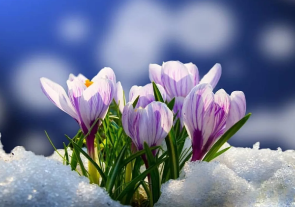 Со вторым днем весны