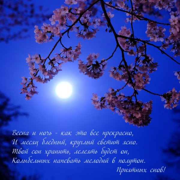 Весенние цветы ночью