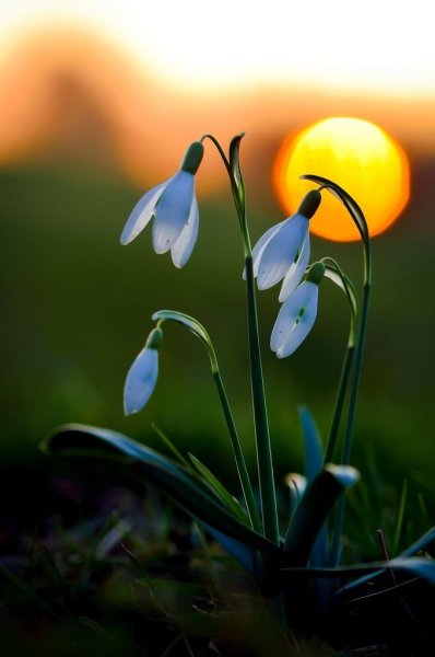 Добдоброй весенний ночи