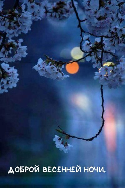 Весенние цветы ночью