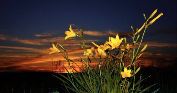 Цветы ночью