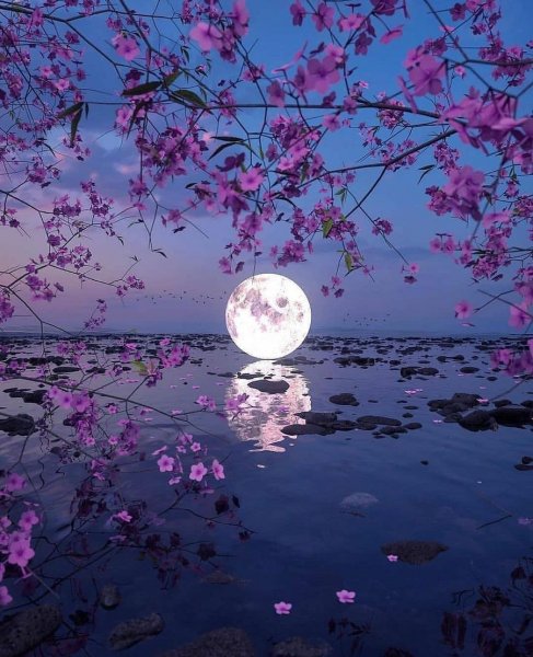 Ночной цветок