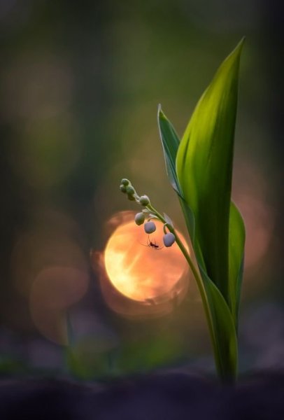 Белая Акация грозди душистые