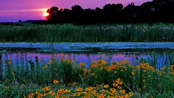 Спокойной весенней ночи с пожеланиями