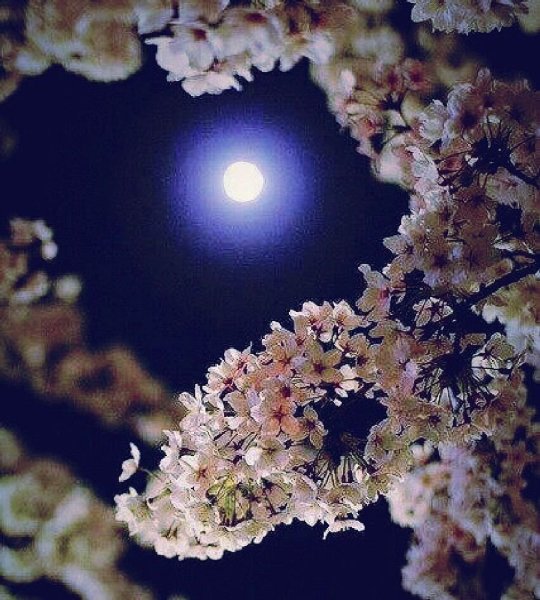 Лунные деревья