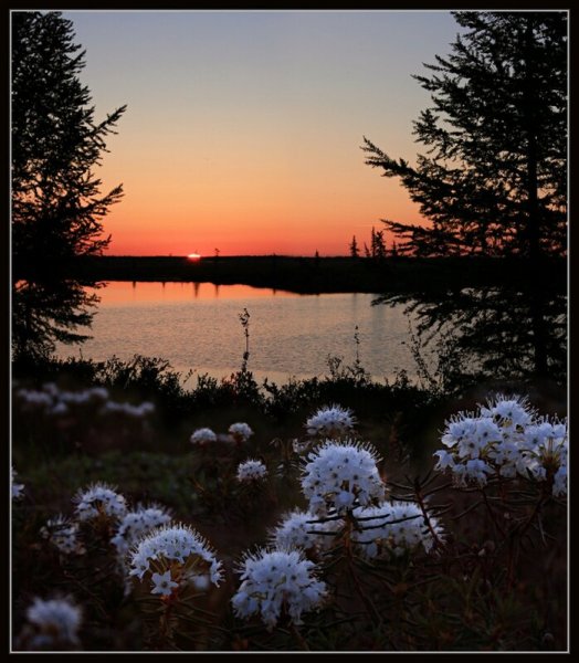 Спокойной летней ночи