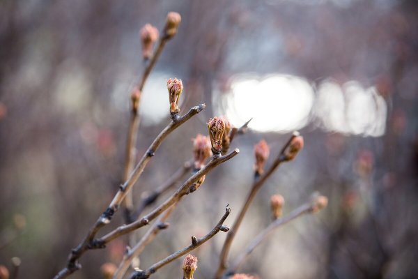 Зима без осадков