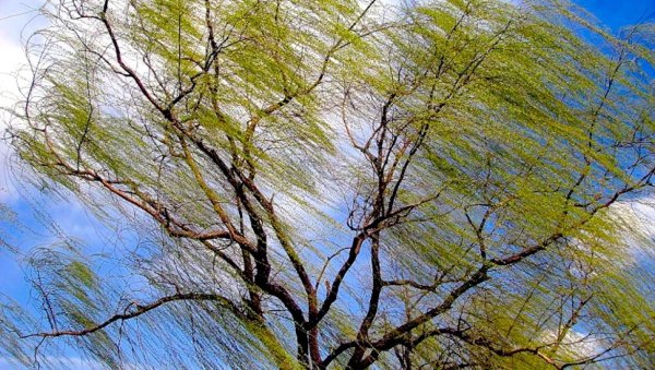 Сильный весенний ветер