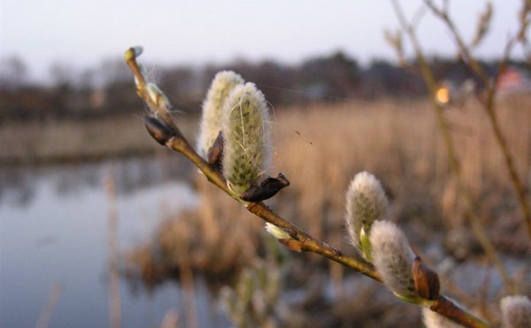 Деревья качаются