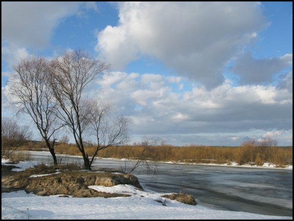 Одуванчик на ветру