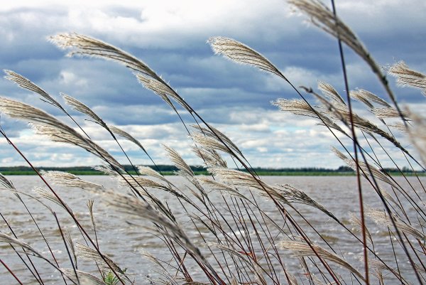 Сильный снегопад и ветер