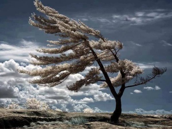 Сильный ветер весной