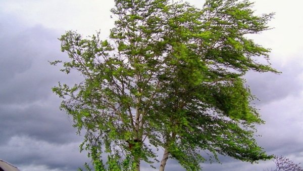 Рисунок на тему ветер