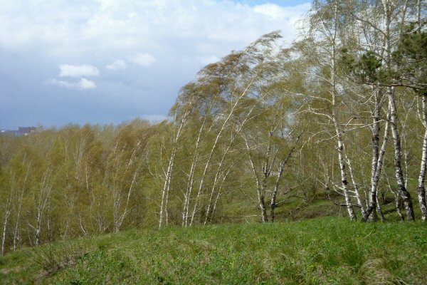 Ветер колышет деревья