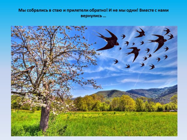 Птицы прилетели