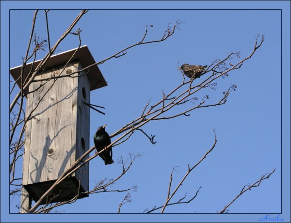 Птицы вестники весны