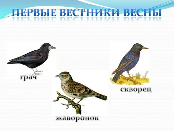 Прилетают перелетные птицы весной