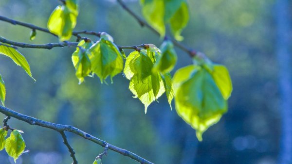 Весенняя природа