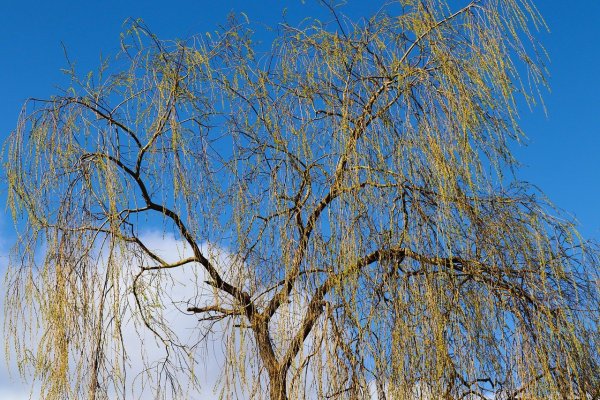 Ива в Забайкалье