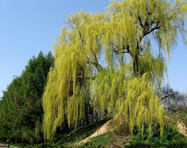 Плакучая Ива цветение