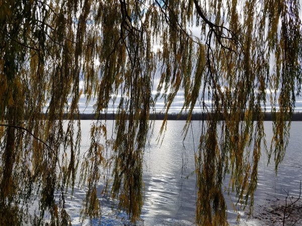 Плакучая Ива весной