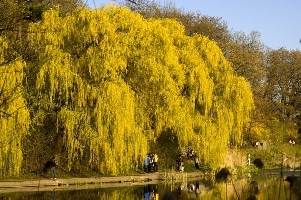Плакучая Ива цветение