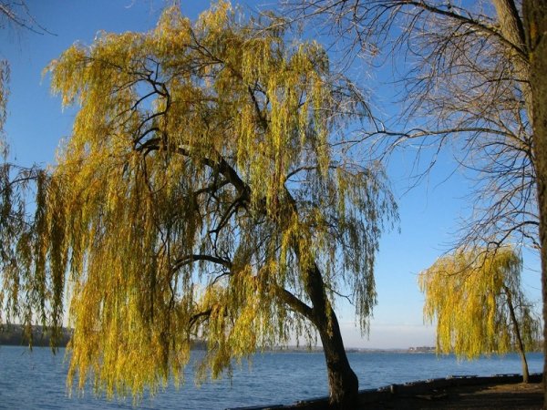 Ива дерево цветет