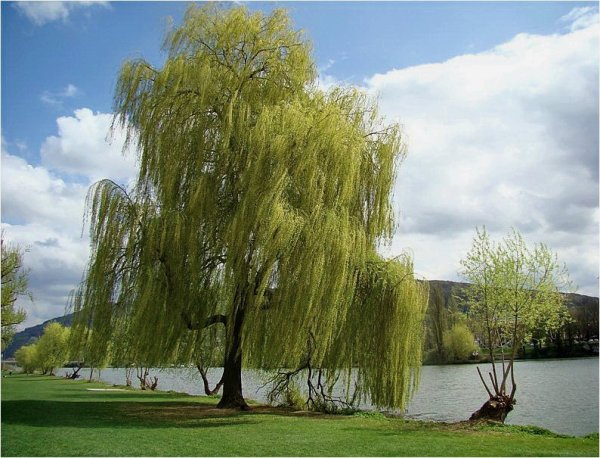 Ива золотистая плакучая