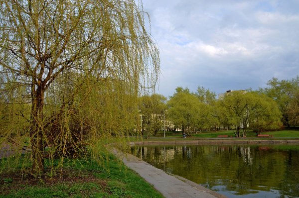 Ива плакучая памяти Миндовского