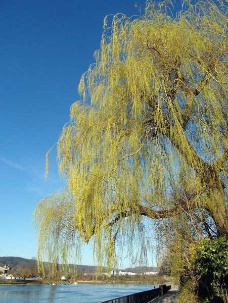 Плакучая Ива дерево