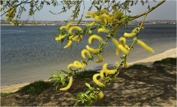 Ива Верба куст