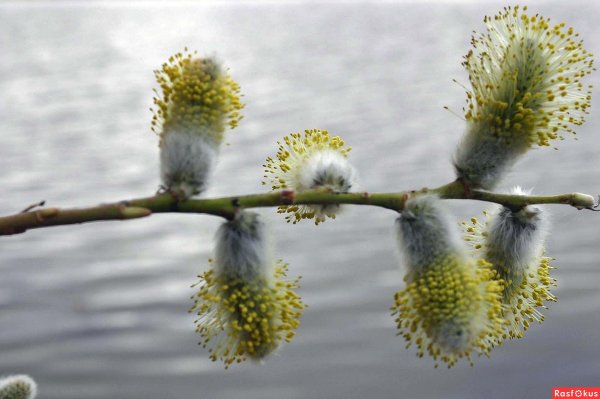 Верба дерево