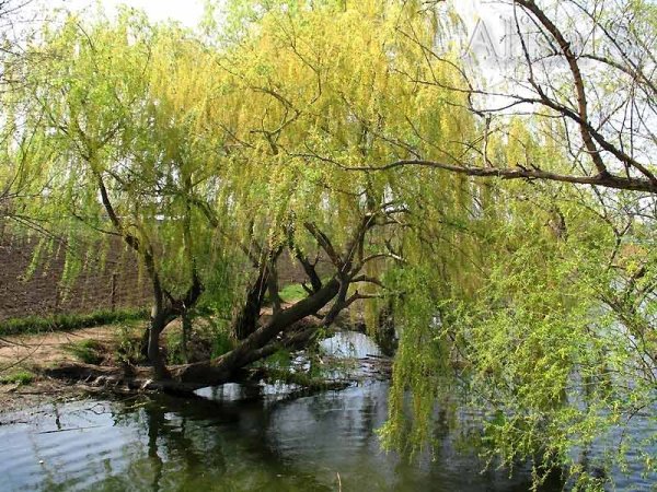 Плакучая Ива цветение